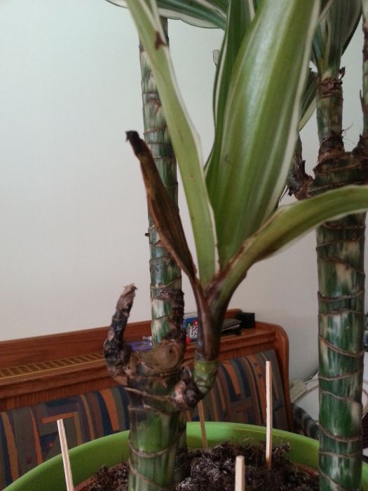 drachenbaum sch�dlinge